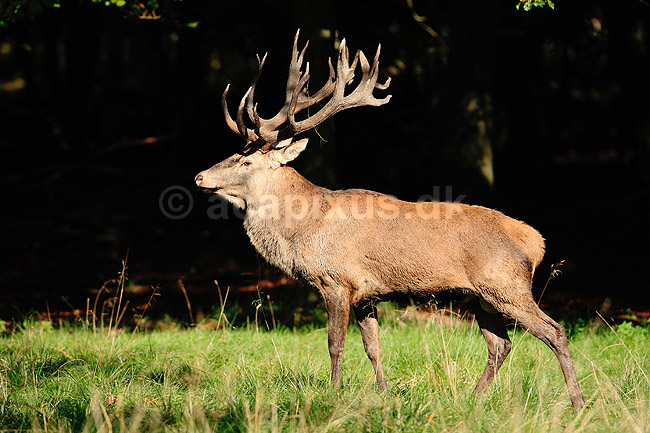 Kronhjort. Kronhjort i Dyrehaven under brunstperioden; Cervus elaphus; J�gersborg Dyrehave / Sj�lland; ; ; pattedyr; Hjorte, kronhjorte, Cervidae, Parrett�ede hovdyr, Artiodactyla, Krondyr, Red deer, kronvildt, krondyr, kronhjorte, brunst, hjort, gevir
