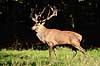 Kronhjort. Kronhjort i Dyrehaven under brunstperioden Cervus elaphus J�gersborg Dyrehave / Sj�lland   pattedyr Hjorte, kronhjorte, Cervidae, Parrett�ede hovdyr, Artiodactyla, Krondyr, Red deer, kronvildt, krondyr, kronhjorte, brunst, hjort, gevir
