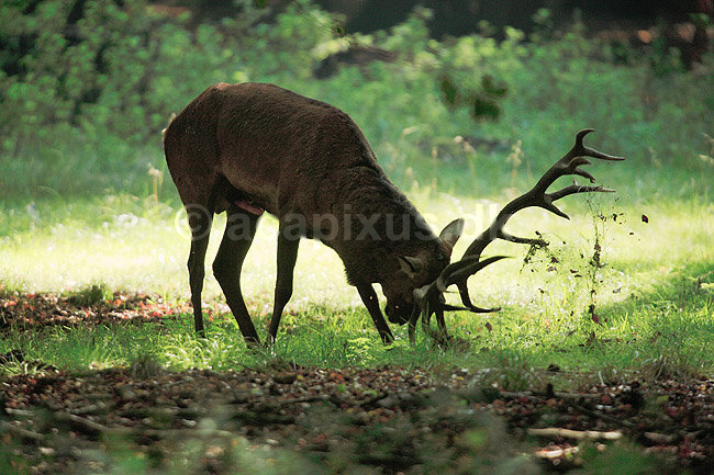 Kronhjort. Kronhjort i Dyrehaven sliber sit gevir i jorden under brunstperioden; Cervus elaphus; J�gersborg Dyrehave / Sj�lland; ; ; pattedyr; Hjorte, kronhjorte, Cervidae, Parrett�ede hovdyr, Artiodactyla, Krondyr, Red deer, kronvildt, krondyr, kronhjorte, brunst, hjort, gevir