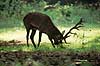 Kronhjort. Kronhjort i Dyrehaven sliber sit gevir i jorden under brunstperioden Cervus elaphus J�gersborg Dyrehave / Sj�lland   pattedyr Hjorte, kronhjorte, Cervidae, Parrett�ede hovdyr, Artiodactyla, Krondyr, Red deer, kronvildt, krondyr, kronhjorte, brunst, hjort, gevir
