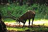 Kronhjort. Kronhjort i Dyrehaven sliber sit gevir i jorden under brunstperioden Cervus elaphus J�gersborg Dyrehave / Sj�lland   pattedyr Hjorte, kronhjorte, Cervidae, Parrett�ede hovdyr, Artiodactyla, Krondyr, Red deer, kronvildt, krondyr, kronhjorte, brunst, hjort, gevir
