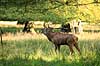 Kronhjort. Kronhjort i Dyrehaven br�ler i sit revir under brunstperioden Cervus elaphus J�gersborg Dyrehave / Sj�lland   pattedyr Hjorte, kronhjorte, Cervidae, Parrett�ede hovdyr, Artiodactyla, Krondyr, Red deer, kronvildt, krondyr, kronhjorte, brunst, hjort, gevir
