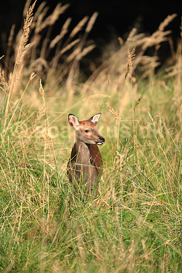 Sika. Sikad� i h�jt gr�s i Dyrehaven; Cervus nippon; J�gersborg Dyrehave / Sj�lland; ; ; pattedyr; Hjorte, Cervidae, Parrett�ede hovdyr, Artiodactyla, hjort, sikahjort