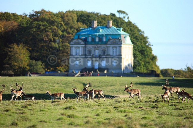 D�dyr. D�dyr foran Erimitageslottet i Dyrehaven; Dama dama; J�gersborg Dyrehave / Sj�lland; ; ; pattedyr; Hjorte, Cervidae, Parrett�ede hovdyr, Artiodactyla, hjort, d�vildt, gevir, fuldskuffel, dr�vtygger, brunst, fallow deer, d�hjort, dovhjort