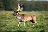 D�dyr. D�dyr med gr�s i geviret p� brunstpladsen i Dyrehaven Dama dama J�gersborg Dyrehave / Sj�lland   pattedyr Hjorte, Cervidae, Parrett�ede hovdyr, Artiodactyla, hjort, d�vildt, gevir, fuldskuffel, dr�vtygger, brunst, fallow deer, d�hjort, dovhjort