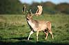 D�dyr. D�dyr med gr�s i geviret p� brunstpladsen i Dyrehaven Dama dama J�gersborg Dyrehave / Sj�lland   pattedyr Hjorte, Cervidae, Parrett�ede hovdyr, Artiodactyla, hjort, d�vildt, gevir, fuldskuffel, dr�vtygger, brunst, fallow deer, d�hjort, dovhjort