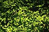 B�geblade. Efter�rsblade af b�g gennemlyst af solen Fagus sylvatica J�gersborg Dyrehave   planter B�ge-familien, Fagaceae, Cupuliferae, B�ge-ordenen, Fagales, b�getr�, l�vfald, efter�r