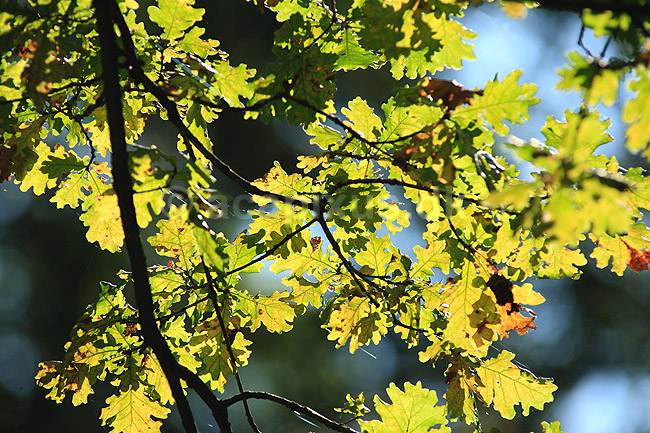Egeblade. Efter�rsblade af eg gennemlyst af solen; Quercus robur; J�gersborg Dyrehave; ; ; planter; B�ge-ordenen, Fagales, tr�er, egetr�, egetr�er, eg, efter�rsblade