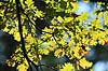 Egeblade. Efter�rsblade af eg gennemlyst af solen Quercus robur J�gersborg Dyrehave   planter B�ge-ordenen, Fagales, tr�er, egetr�, egetr�er, eg, efter�rsblade
