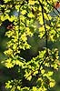 Egeblade. Efter�rsblade af eg gennemlyst af solen Quercus robur J�gersborg Dyrehave   planter B�ge-ordenen, Fagales, tr�er, egetr�, egetr�er, eg, efter�rsblade