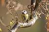 Bl�mejse. Bl�mejse med redemateriale i n�bet p� troldhassel i have Parus caeruleus M�l�v   fugle Bl�mejser, Mejser, Paridae, Spurvefugle, Passeriformes