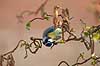 Bl�mejse. Bl�mejse spiser friske skud p� troldhassel i have Parus caeruleus M�l�v   fugle Bl�mejser, Mejser, Paridae, Spurvefugle, Passeriformes