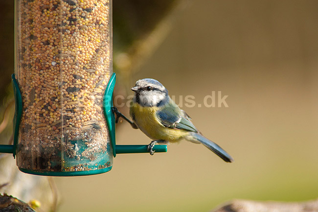Bl�mejse. Bl�mejse ved foderbr�t i have; Parus caeruleus; M�l�v; ; ; fugle; Bl�mejser, Mejser, Paridae, Spurvefugle, Passeriformes