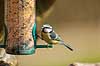 Bl�mejse. Bl�mejse ved foderbr�t i have Parus caeruleus M�l�v   fugle Bl�mejser, Mejser, Paridae, Spurvefugle, Passeriformes
