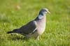 Ringdue. Ringdue p� tur i gr�sset i haven Columba palumbus    fugle Egentlige duer, Columbidae, Duefugle, Columbiformes