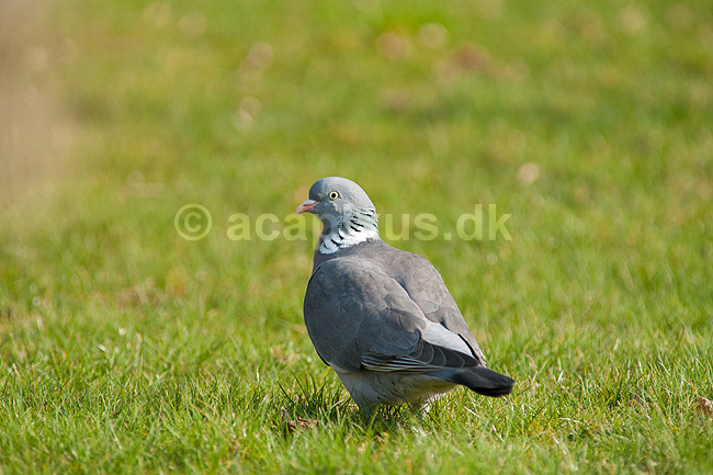 Ringdue. Ringdue p� tur i gr�sset i haven; Columba palumbus; ; ; ; fugle; Egentlige duer, Columbidae, Duefugle, Columbiformes