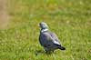 Ringdue. Ringdue p� tur i gr�sset i haven Columba palumbus    fugle Egentlige duer, Columbidae, Duefugle, Columbiformes