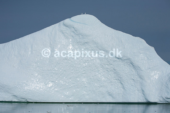 Isbjerg. M�ger p� toppen af isbjerg ud for Ilulissat; ; Ilulissat; Gr�nland; ; ; Jakobshavn, isbjerge, iceberg, icebergs