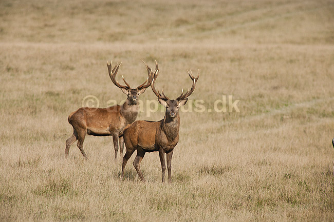 Kronhjorte. Kronhjorte i Dyrehaven; Cervus elaphus; J�gersborg Dyrehave / Sj�lland; ; ; pattedyr; Hjorte, kronhjort, Cervidae, Parrett�ede hovdyr, Artiodactyla, Krondyr, Red deer, kronvildt, krondyr, kronhjorte, brunst, hjort