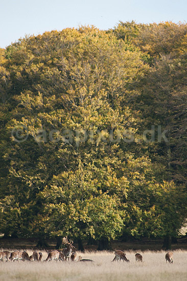 D�dyr. D�dyr foran b�getr�er i Dyrehaven; Dama dama; J�gersborg Dyrehave / Sj�lland; ; ; pattedyr; Hjorte, Cervidae, Parrett�ede hovdyr, Artiodactyla, hjort, d�vildt, gevir, fuldskuffel, dr�vtygger, brunst, fallow deer, d�hjort, dovhjort