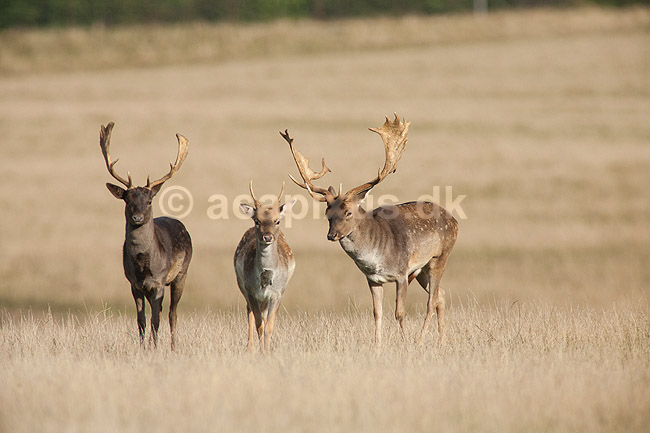 D�dyr. D�dyr p� Erimitagesletten i Dyrehaven; Dama dama; J�gersborg Dyrehave / Sj�lland; ; ; pattedyr; Hjorte, Cervidae, Parrett�ede hovdyr, Artiodactyla, hjort, d�vildt, gevir, fuldskuffel, dr�vtygger, brunst, fallow deer, d�hjort, dovhjort