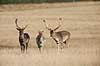 D�dyr. D�dyr p� Erimitagesletten i Dyrehaven Dama dama J�gersborg Dyrehave / Sj�lland   pattedyr Hjorte, Cervidae, Parrett�ede hovdyr, Artiodactyla, hjort, d�vildt, gevir, fuldskuffel, dr�vtygger, brunst, fallow deer, d�hjort, dovhjort