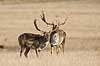 D�dyr. D�dyr p� Erimitagesletten i Dyrehaven Dama dama J�gersborg Dyrehave / Sj�lland   pattedyr Hjorte, Cervidae, Parrett�ede hovdyr, Artiodactyla, hjort, d�vildt, gevir, fuldskuffel, dr�vtygger, brunst, fallow deer, d�hjort, dovhjort