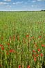 Hvedemark. Kornmark med alskens ukrudt - valmuer, flyvehavre, kornblomster mm  M�l�v   Planter ukrudt, landbrug, kornmarker, korn, hvede, valmue