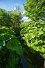 Hestehov. R�d Hestehov voksende p� brinkerne af M�l�v �. Ogs� kendt som skr�ppe, tordenskr�ppe, pestilensurt Petasites hybridus M�l�v   Planter R�rhannede, Asteranae, Kurveblomst-familien, Asteraceae, Compositae