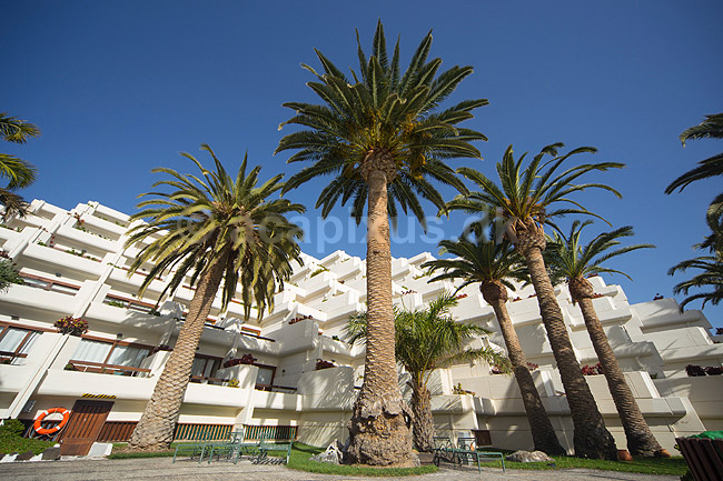Palmer. Palmetr�er ved swimmingpoolen p� hotel p� Lanzarote i De Kanariske �er; ; Lanzarote / Costa Teguise; Spanien; ; ; Ferie, rejser