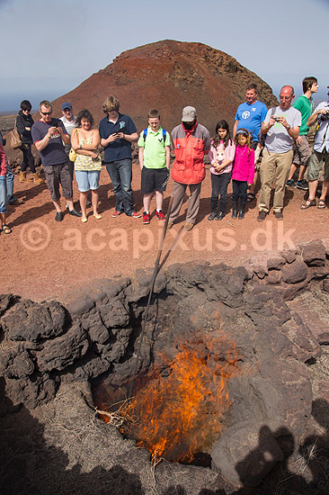 Lanzarote. Parkranger demonstrerer varmen i undergrunden ved at ant�nde kvas i et hul i Timanfaya Nationalparken p� Lanzarote i De Kanariske �er; ; Parque Nacional de Timanfaya / Lanzarote; Spanien; ; ; Vulkaner, vulkanisme, vulkan, lava, ild, turister, turisme, charterturister