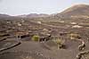 Lanzarote. Vin dyrkes bag l�sk�rme bygget af lavasten ved Bodega La Geria p� Lanzarote i De Kanariske �er  Bodega La Geria / Lanzarote Spanien   Vulkaner, vulkanisme, vulkan, lava, landbrug
