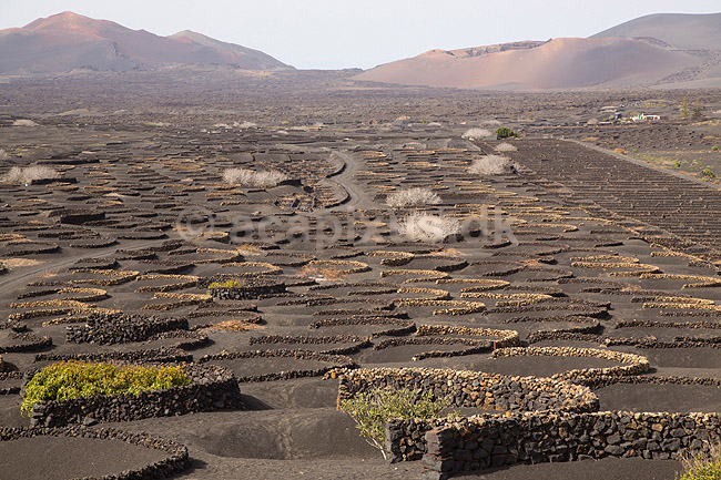 Lanzarote. Vin dyrkes bag l�sk�rme bygget af lavasten ved Bodega La Geria p� Lanzarote i De Kanariske �er; ; Bodega La Geria / Lanzarote; Spanien; ; ; Vulkaner, vulkanisme, vulkan, lava, landbrug
