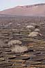 Lanzarote. Vin dyrkes bag l�sk�rme bygget af lavasten ved Bodega La Geria p� Lanzarote i De Kanariske �er  Bodega La Geria / Lanzarote Spanien   Vulkaner, vulkanisme, vulkan, lava, landbrug