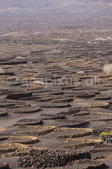 Lanzarote. Vin dyrkes bag l�sk�rme bygget af lavasten ved Bodega La Geria p� Lanzarote i De Kanariske �er; ; Bodega La Geria / Lanzarote; Spanien; ; ; Vulkaner, vulkanisme, vulkan, lava, landbrug