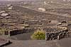 Lanzarote. Vin dyrkes bag l�sk�rme bygget af lavasten ved Bodega La Geria p� Lanzarote i De Kanariske �er  Bodega La Geria / Lanzarote Spanien   Vulkaner, vulkanisme, vulkan, lava, landbrug