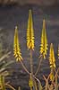 Aloe. Blomst af aloe p� Lanzarote i De Kanariske �er Aloe barbadensis (Aloe vera), Liliaceae Lanzarote / Costa Teguise Spanien  Planter 