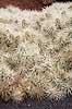 Kaktus. Kaktus fra Mexico i Cactus Garden Guatiza p� Lanzarote i De Kanariske �er Opuntia tunicata Lanzarote / Guatiza Spanien  Planter succulent, succulenter, sukkulent, sukkulenter