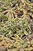 Kaktus. Kaktus i Cactus Garden Guatiza p� Lanzarote i De Kanariske �er  Lanzarote / Guatiza Spanien  Planter succulent, succulenter, sukkulent, sukkulenter