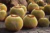 Kaktus. Kaktus i Cactus Garden Guatiza p� Lanzarote i De Kanariske �er Echinocactus grusonii Lanzarote / Guatiza Spanien  Planter succulent, succulenter, sukkulent, sukkulenter