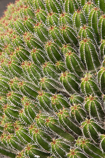 Kaktus. Kaktus fra Marokko i Cactus Garden Guatiza p� Lanzarote i De Kanariske �er; Euphorbia echinus; Lanzarote / Guatiza; Spanien; ; Planter; succulent, succulenter, sukkulent, sukkulenter