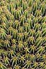 Kaktus. Kaktus fra Marokko i Cactus Garden Guatiza p� Lanzarote i De Kanariske �er Euphorbia echinus Lanzarote / Guatiza Spanien  Planter succulent, succulenter, sukkulent, sukkulenter