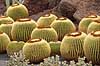 Kaktus. Kaktus i Cactus Garden Guatiza p� Lanzarote i De Kanariske �er Echinocactus grusonii Lanzarote / Guatiza Spanien  Planter succulent, succulenter, sukkulent, sukkulenter