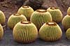 Kaktus. Kaktus i Cactus Garden Guatiza p� Lanzarote i De Kanariske �er Echinocactus grusonii Lanzarote / Guatiza Spanien  Planter succulent, succulenter, sukkulent, sukkulenter