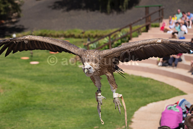 Grib. Grib flyver ved fugleshow i Rancho Texas Park p� Lanzarote; Gyps fulvus; Lanzarote; Spanien; ; Fugle; 