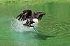 Hvidhovedet �rn. Hvidhovedet �rn fanget attrap ved fugleshow i Rancho Texas Park p� Lanzarote  Lanzarote Spanien  Fugle 