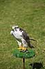 Falk. Falk ved fugleshow i Rancho Texas Park p� Lanzarote  Lanzarote Spanien  Fugle 