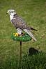 Falk. Falk ved fugleshow i Rancho Texas Park p� Lanzarote  Lanzarote Spanien  Fugle 