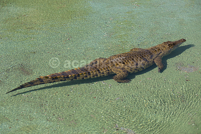 Saltvandskrokodille. Saltvands krokodille i Rancho Texas Park p� Lanzarote i De Kanariske �er; Crocodylus johnsoni, Crocodylidae; Lanzarote; Spanien; ; Krybdyr; 
