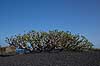 Pionerplante. Pionerplanter p� lavasletten Malpais de la Corona p� den nordlige del af Lanzarote i De Kanariske �er  Lanzarote Spanien  Planter succulent, succulenter, sukkulent, sukkulenter, pionerplanter